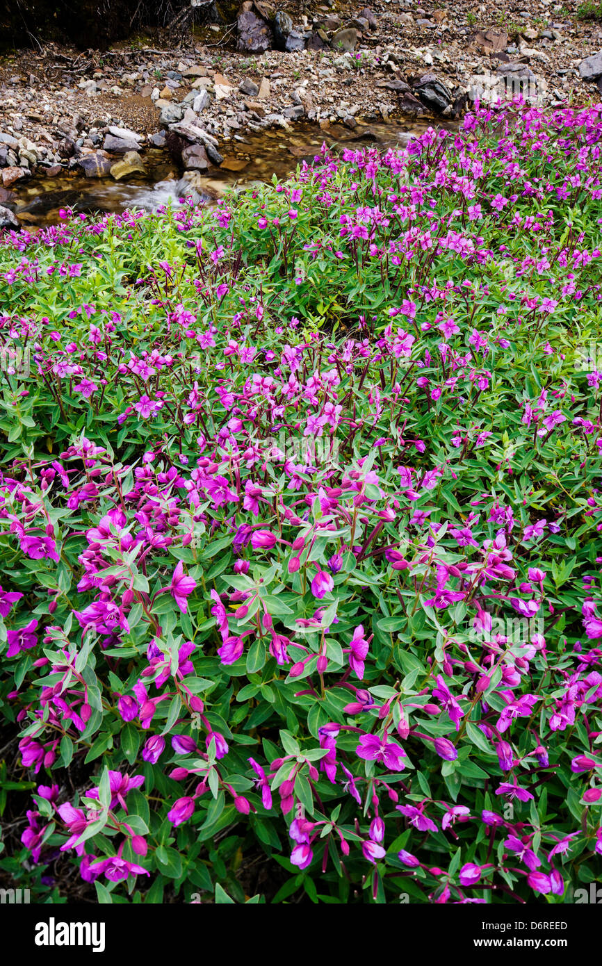 Hohen Weidenröschen (Nachtkerzenöl) wachsen entlang eines Baches in der Nähe von Kathedrale Berg, Denali National Park, Alaska, USA Stockfoto