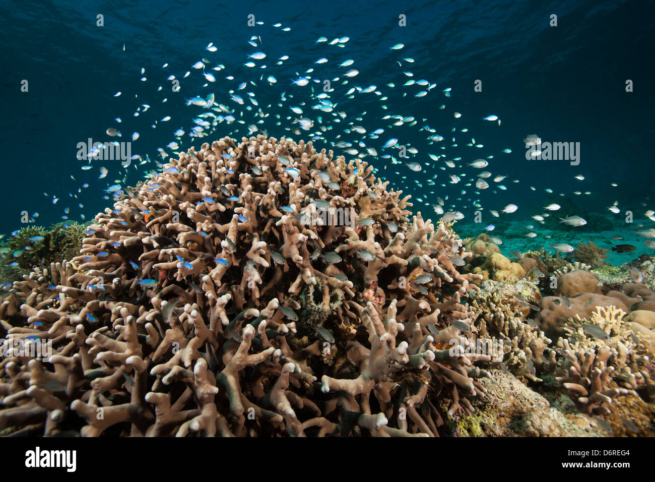 Blau-grüne Chromis (Chromis Viridis) und Ternate Chromis (Chromis Ternatensis) an einem tropischen Korallenriff Stockfoto