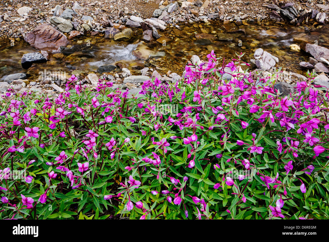 Hohen Weidenröschen (Nachtkerzenöl) wachsen entlang eines Baches in der Nähe von Kathedrale Berg, Denali National Park, Alaska, USA Stockfoto