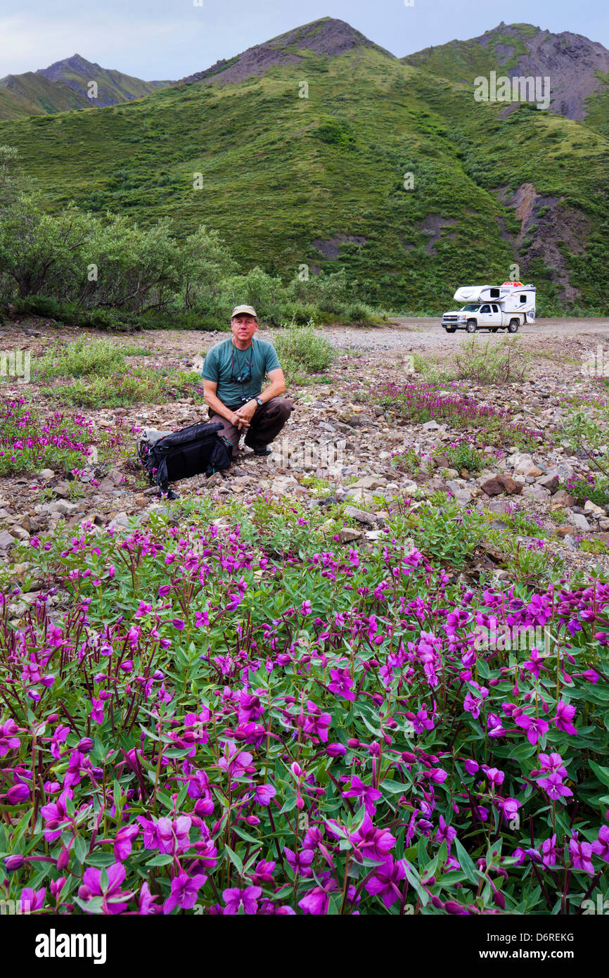 Fotograf und hohe Weidenröschen (Nachtkerzenöl) wachsen entlang eines Baches in der Nähe von Kathedrale Berg, Denali National Park, Alaska, USA Stockfoto
