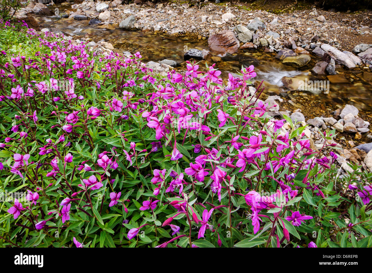 Hohen Weidenröschen (Nachtkerzenöl) wachsen entlang eines Baches in der Nähe von Kathedrale Berg, Denali National Park, Alaska, USA Stockfoto