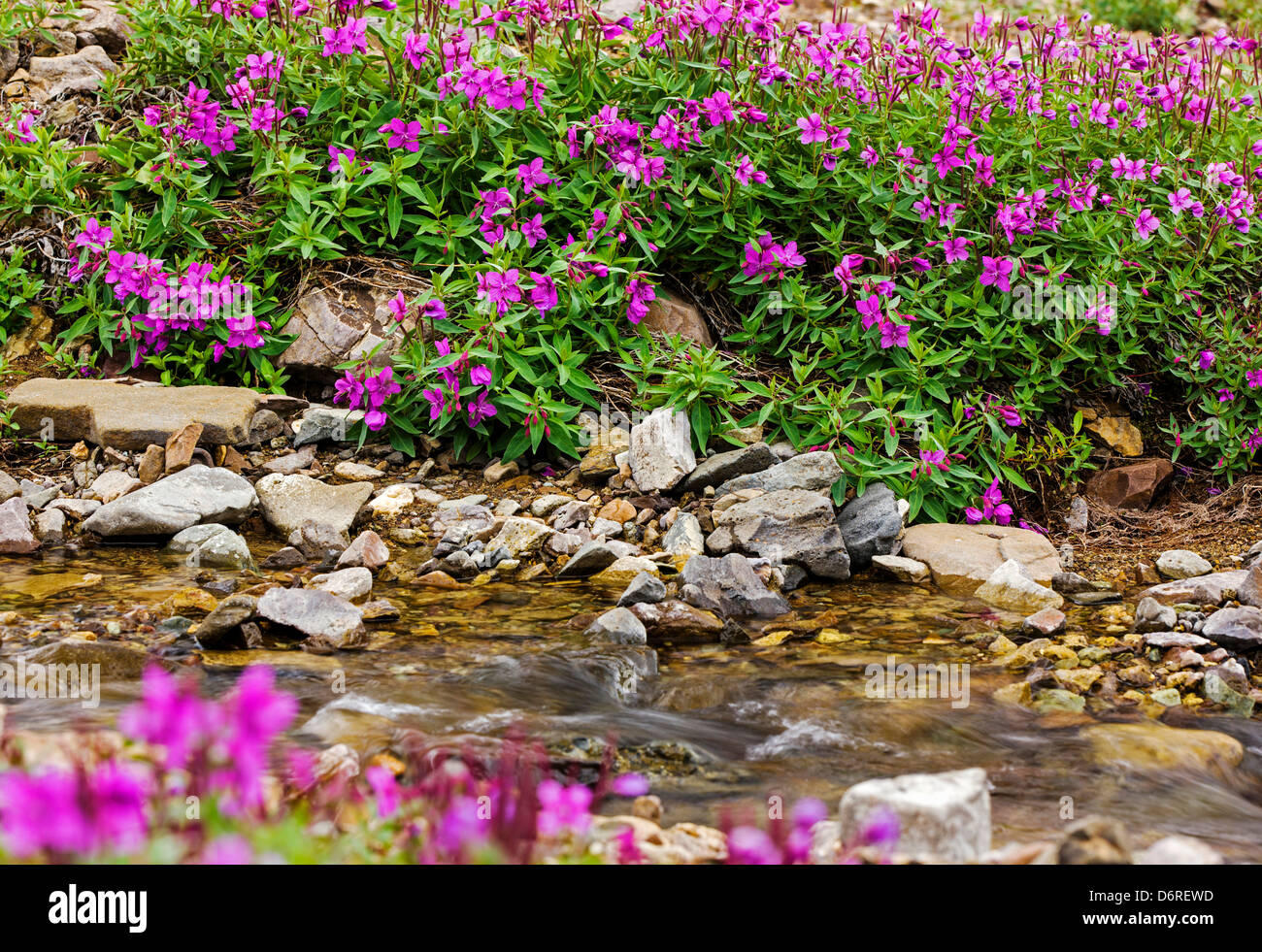 Hohen Weidenröschen (Nachtkerzenöl) wachsen entlang eines Baches in der Nähe von Kathedrale Berg, Denali National Park, Alaska, USA Stockfoto