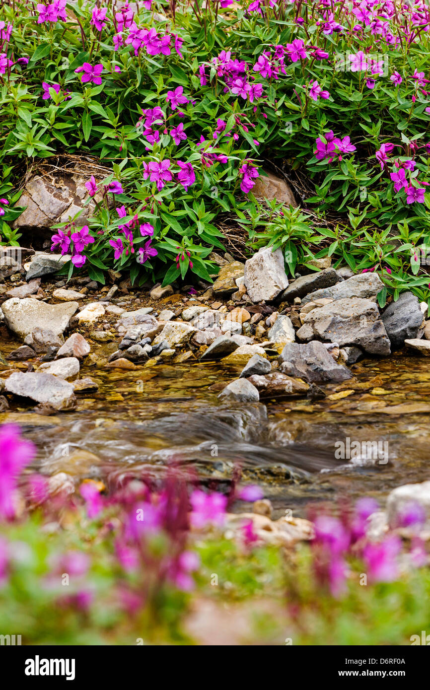 Hohen Weidenröschen (Nachtkerzenöl) wachsen entlang eines Baches in der Nähe von Kathedrale Berg, Denali National Park, Alaska, USA Stockfoto
