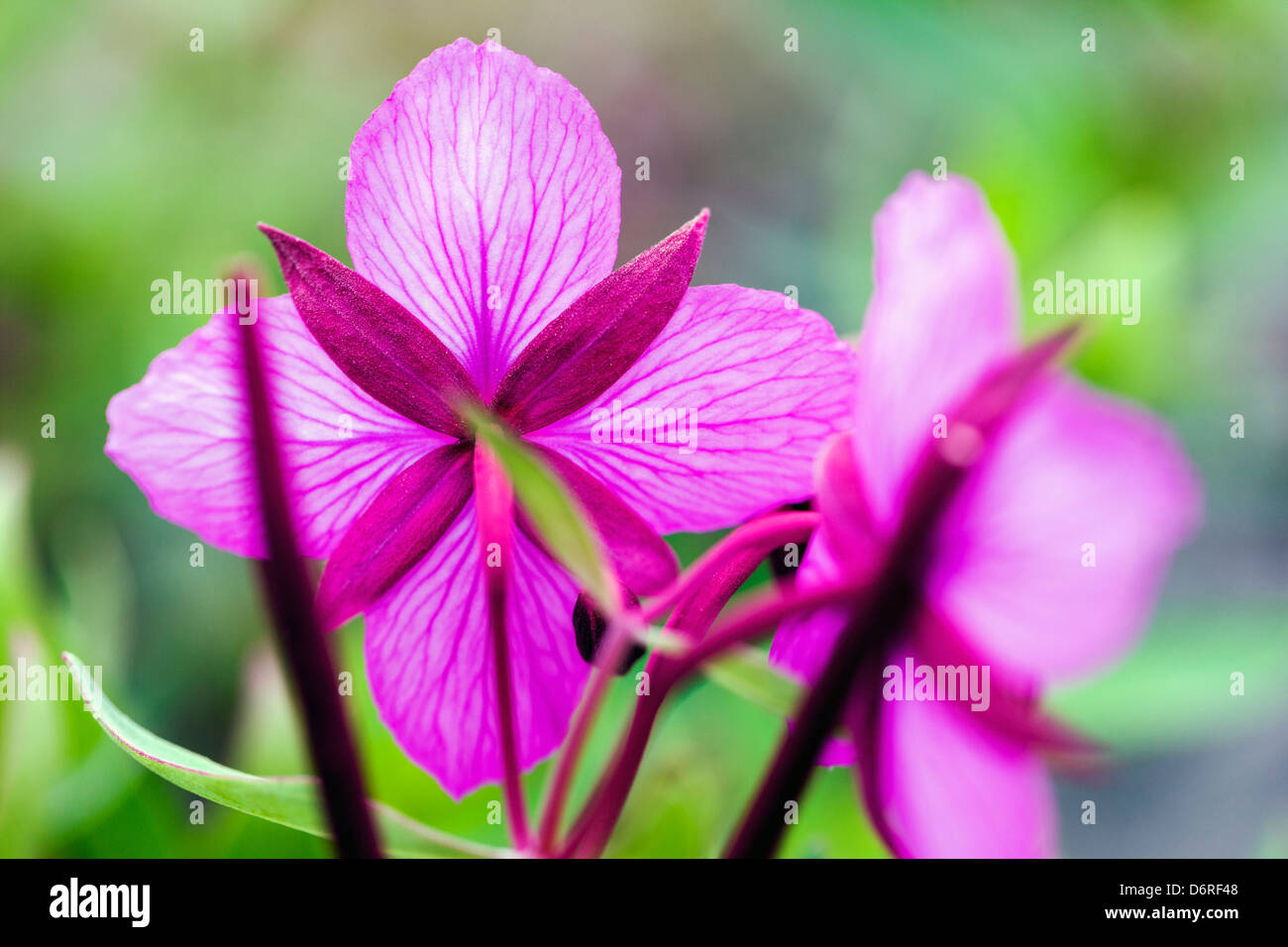 Makro Nahaufnahme von hohen Weidenröschen (Nachtkerzenöl) wachsen entlang eines Baches in der Nähe von Kathedrale Berg, Denali National Park, Alask Stockfoto