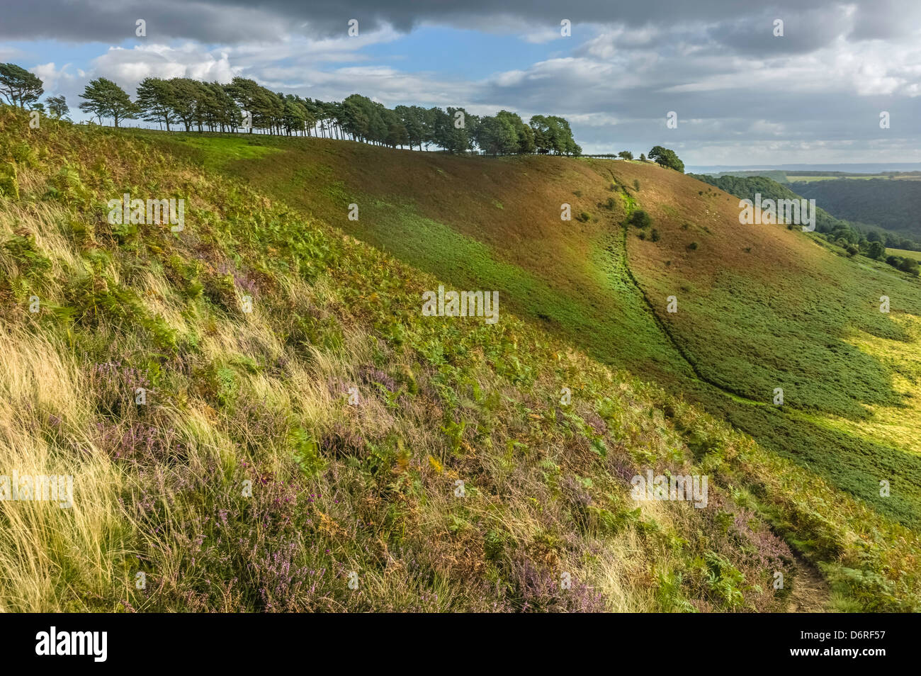 Die North York Moors National Park, ein Wanderer-Paradies, in der Nähe von Levisham in North Yorkshire, UK. Stockfoto