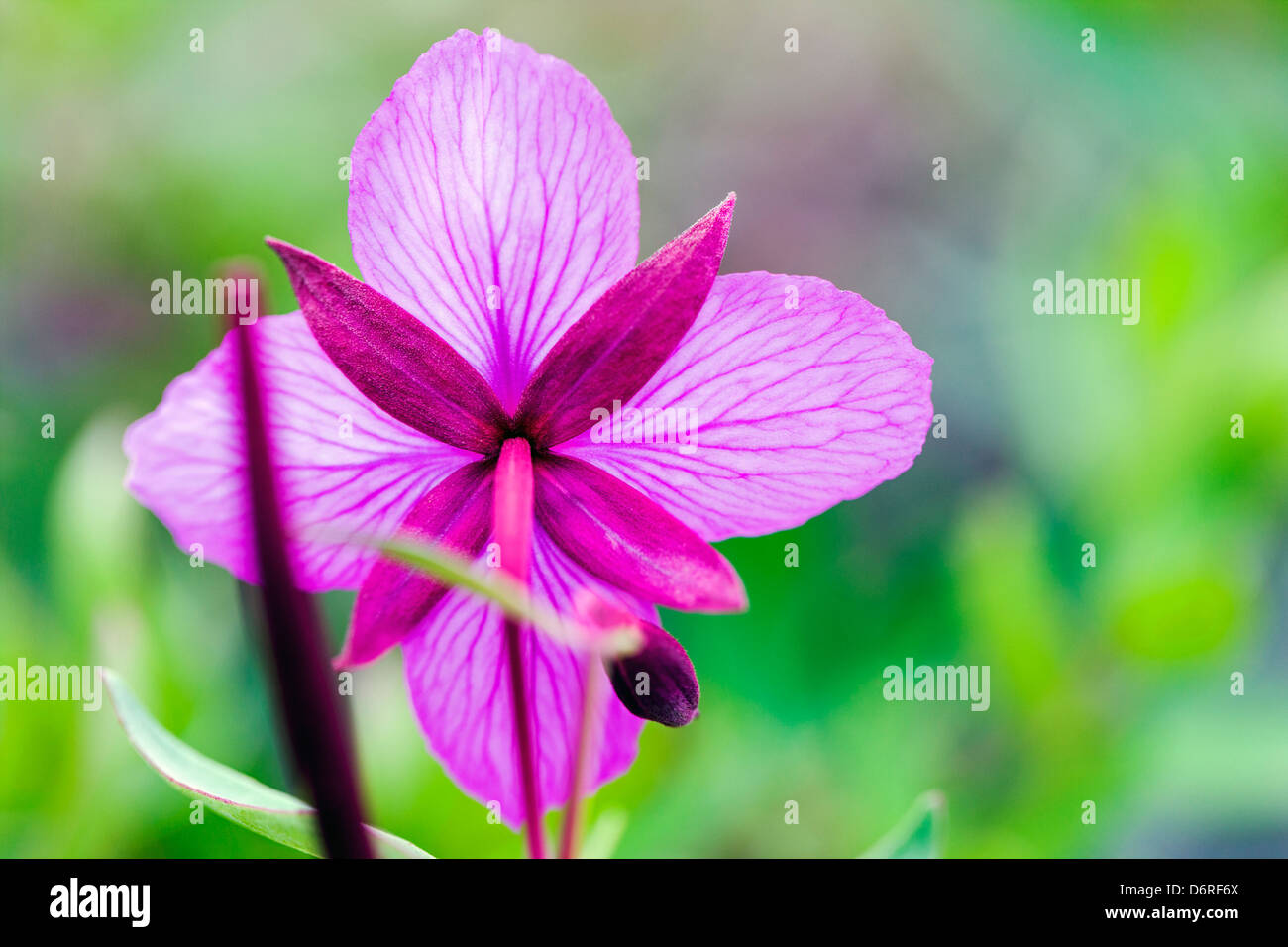 Makro Nahaufnahme von hohen Weidenröschen (Nachtkerzenöl) wachsen entlang eines Baches in der Nähe von Kathedrale Berg, Denali National Park, Alask Stockfoto