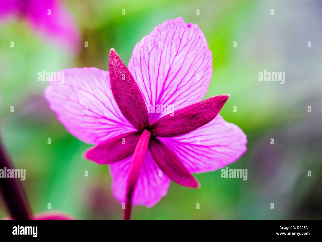 Makro Nahaufnahme von hohen Weidenröschen (Nachtkerzenöl) wachsen entlang eines Baches in der Nähe von Kathedrale Berg, Denali National Park, Alask Stockfoto