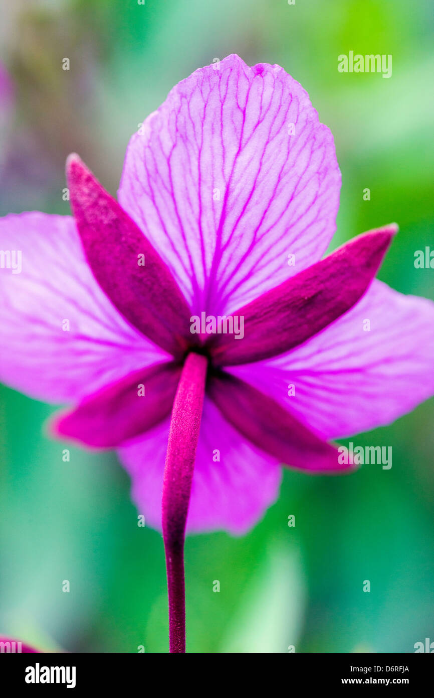 Makro Nahaufnahme von hohen Weidenröschen (Nachtkerzenöl) wachsen entlang eines Baches in der Nähe von Kathedrale Berg, Denali National Park, Alask Stockfoto