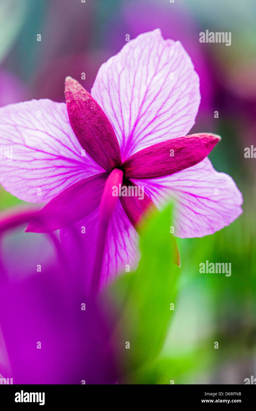 Makro Nahaufnahme von hohen Weidenröschen (Nachtkerzenöl) wachsen entlang eines Baches in der Nähe von Kathedrale Berg, Denali National Park, Alask Stockfoto