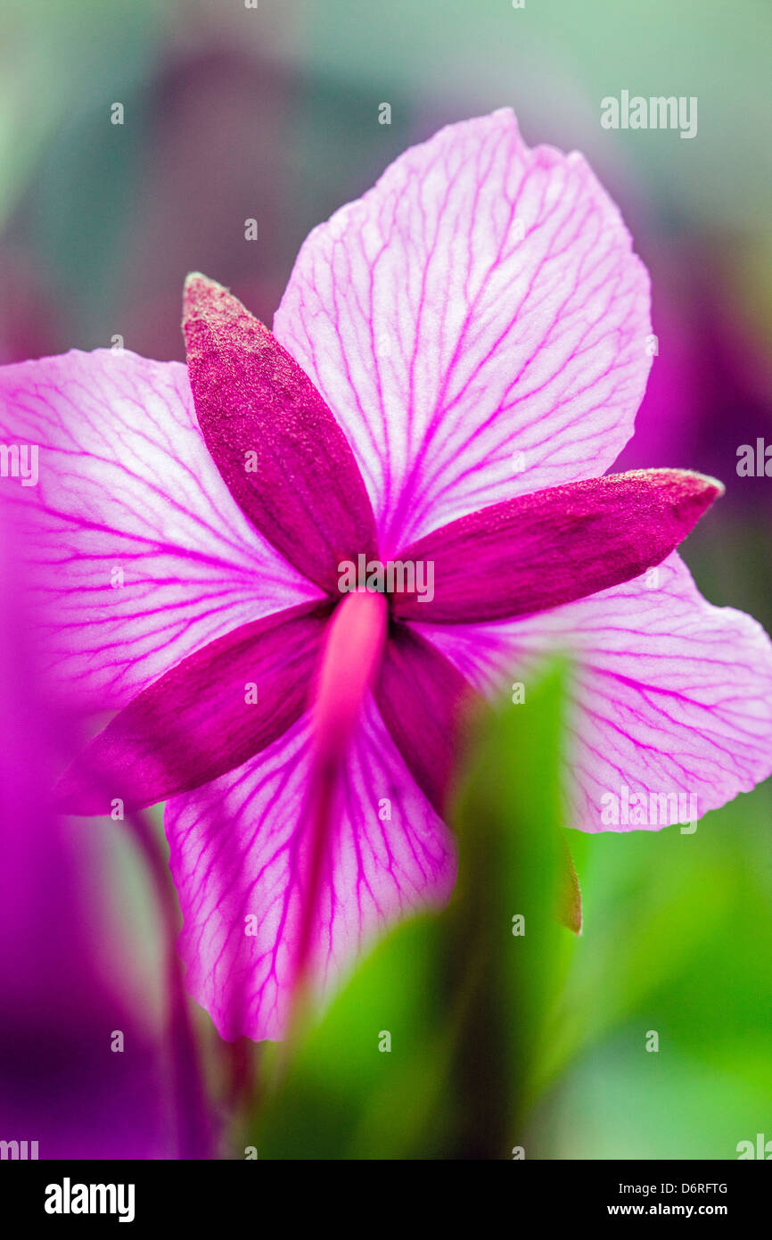 Makro Nahaufnahme von hohen Weidenröschen (Nachtkerzenöl) wachsen entlang eines Baches in der Nähe von Kathedrale Berg, Denali National Park, Alask Stockfoto