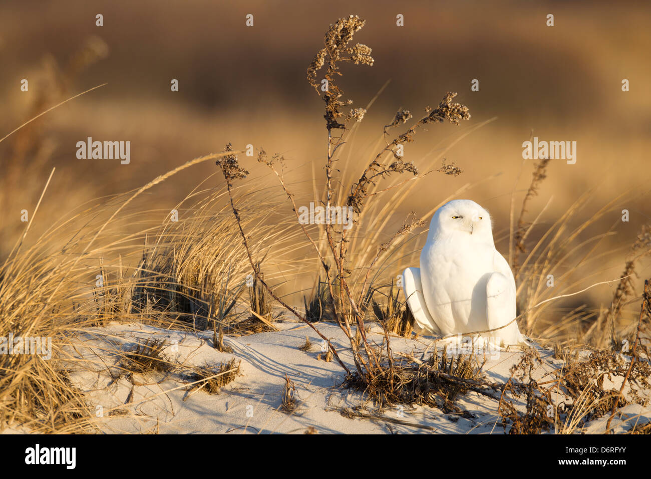 Schnee-Eule (Bubo Scandiacus), Männchen, Jagd in den Dünen am Jones Beach State Park auf Long Island, New York bei Sonnenaufgang. Stockfoto