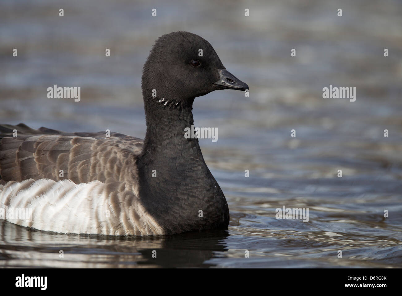 Brant (Branta Bernicla Hrota), atlantische Unterart Schwimmen im Cammans Pond Park, Merrick, New York. Stockfoto