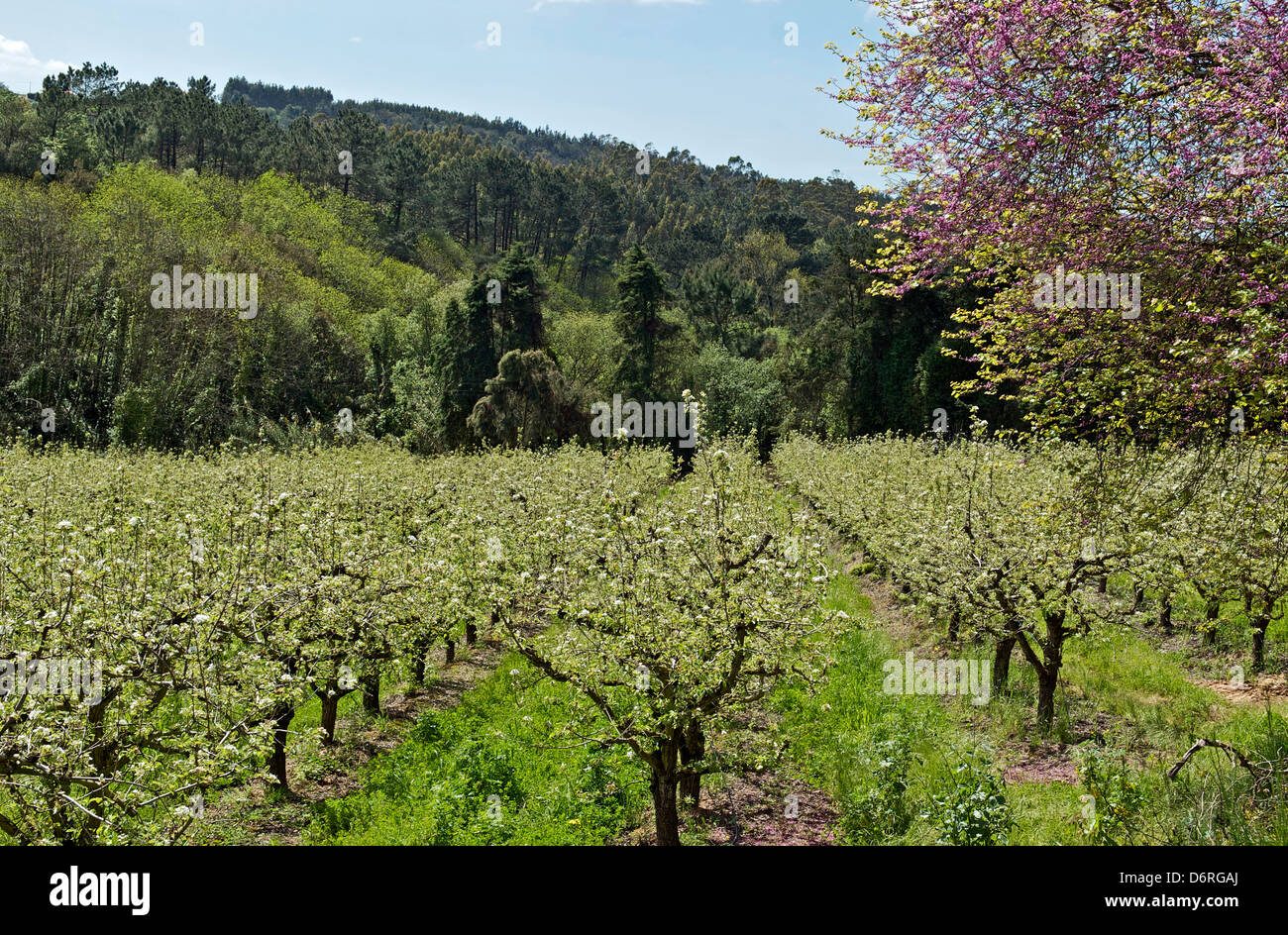 Senhora Da Luz - Portugal, April 2013, Birne Rocha Obstgärten in Portugal Stockfoto