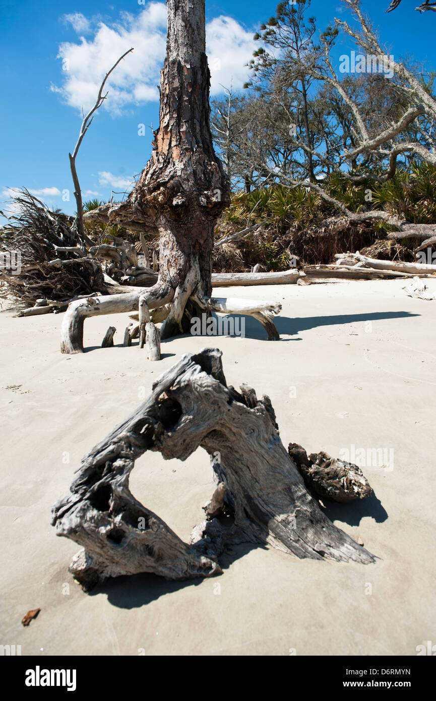 Driftwood Beach, Jekyll Island Georgia, einer der abgelegensten Strände Amerikas. Stockfoto