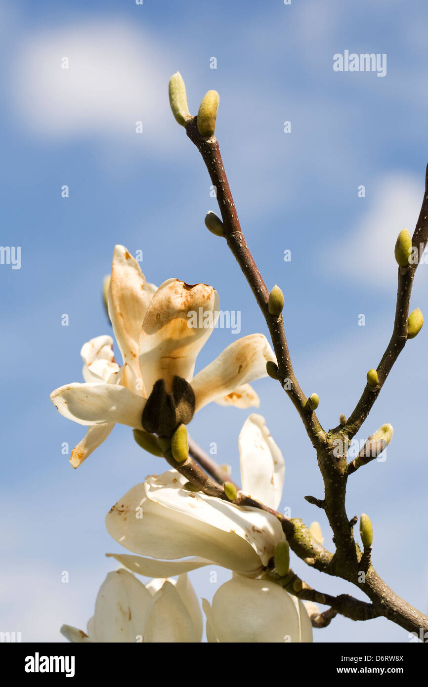 Frostschäden an Magnolia Denudata "Giubiasco" Blüten. Stockfoto