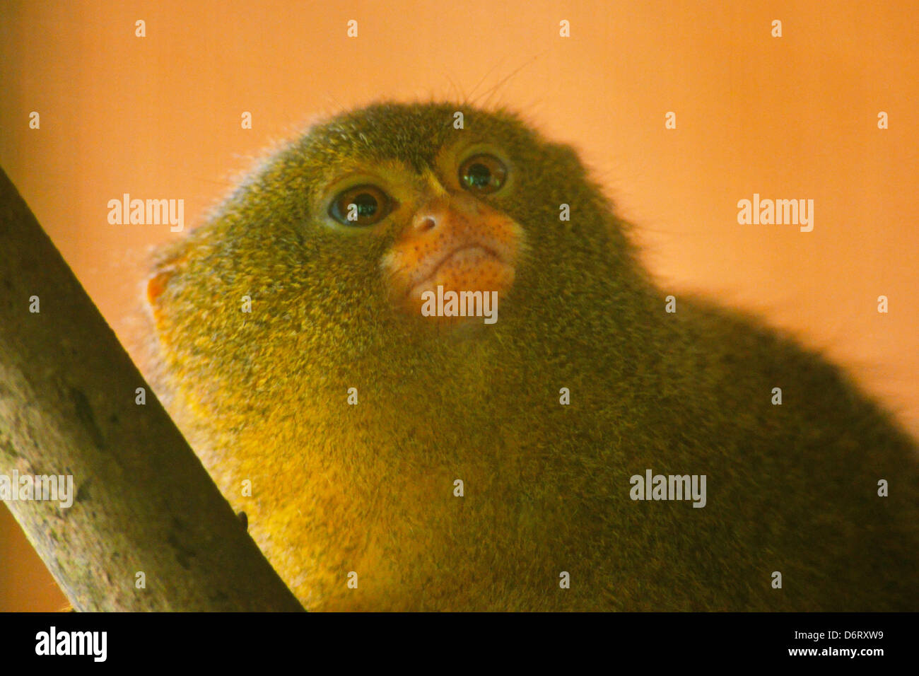 ein Pygmy Marmoset im Amazonasgebiet von Peru Stockfoto