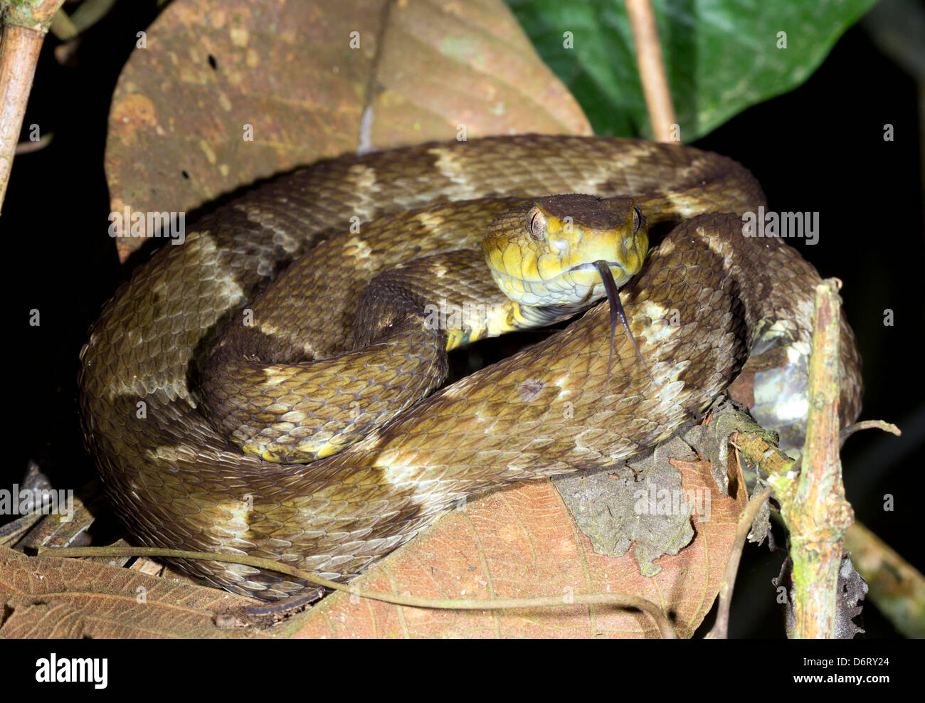 Fer de Lance (Bothrops Atrox) aufgewickelt eine giftige Schlange in den Regenwald Unterwuchs, Ecuador Stockfoto