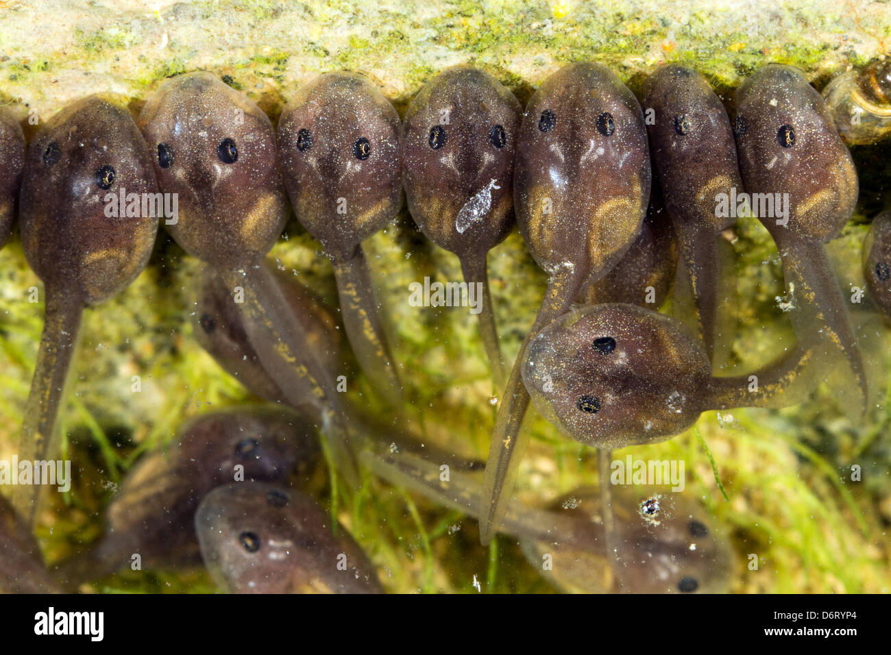 Kaulquappen Surfen auf Algen in einem Teich Stockfotografie Alamy