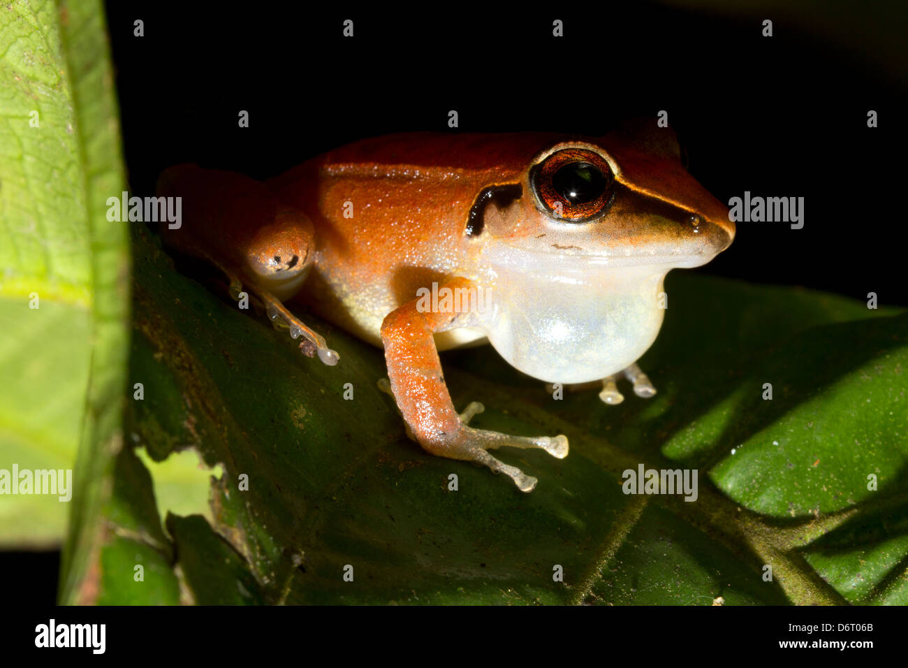 Peruanischen Regen Frosch (Pristimantis Peruvianus) männlich mit vocal Sac erweitert, im Regenwald, Ecuador Stockfoto