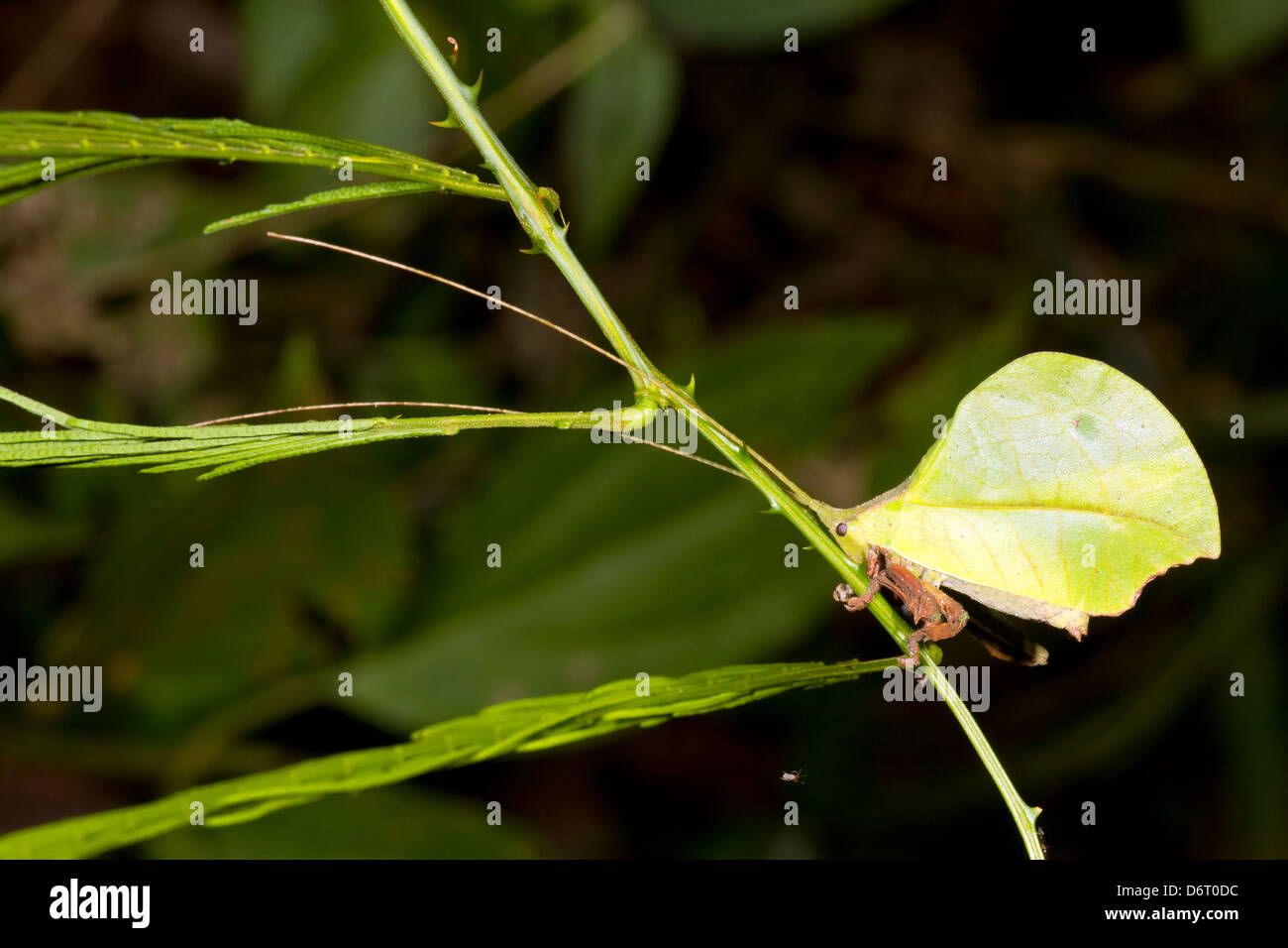 Greel Blatt imitieren Grashuepfer getarnt in den Regenwald Unterwuchs, Ecuador Stockfoto