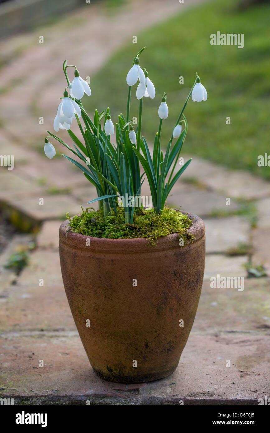 Schneeglöckchen, versenkt sich in Terrakotta-Topf. Stockfoto