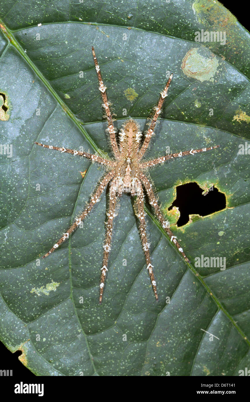 Haarige Spinne auf einem Blatt, Ecuador Stockfoto