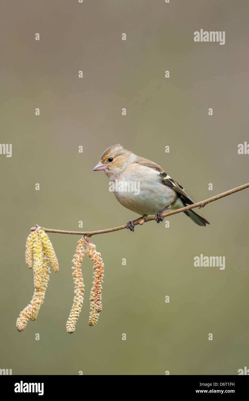 Buchfink, Fringilla Coelebs, Weiblich thront auf Hasel Zweig mit Kätzchen Stockfoto