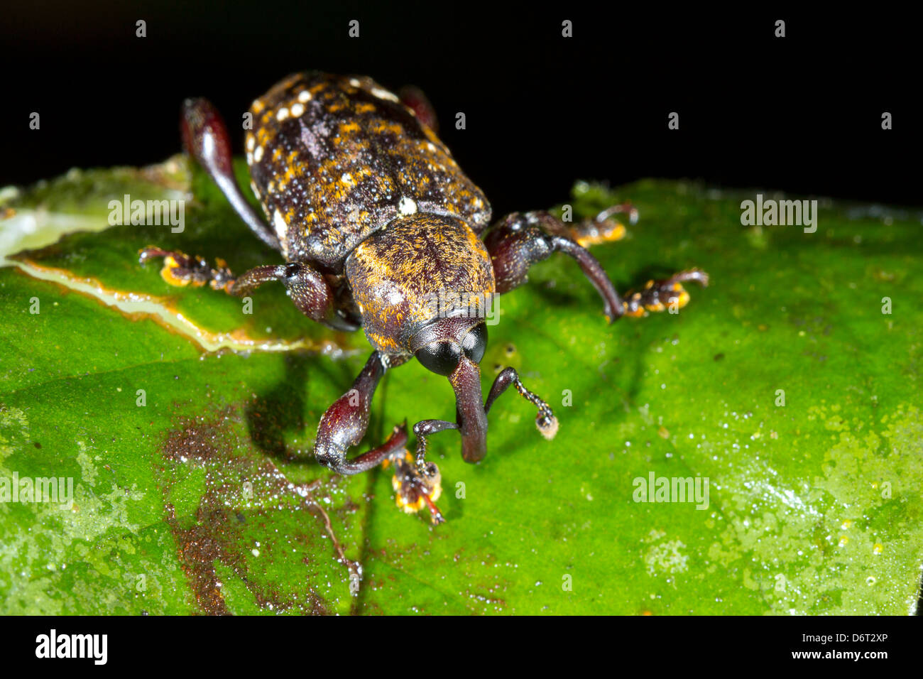 Rüsselkäfer (Familie Curculionidae) auf einem Blatt Regenwald, Ecuador Stockfoto