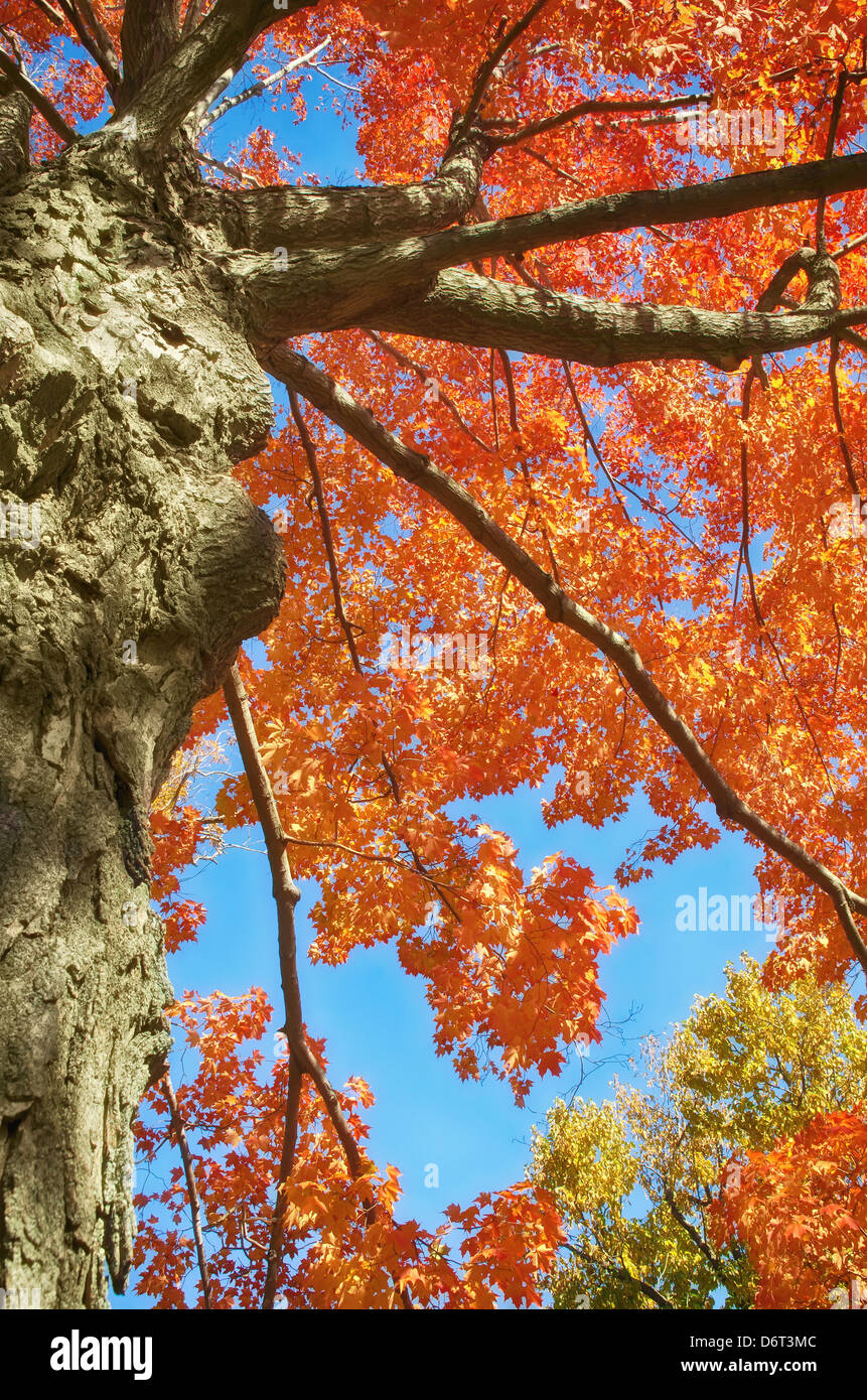 Blick von Herbst Baum mit leuchtend Orange-rot nach oben verlässt gegen blauen Himmel Stockfoto