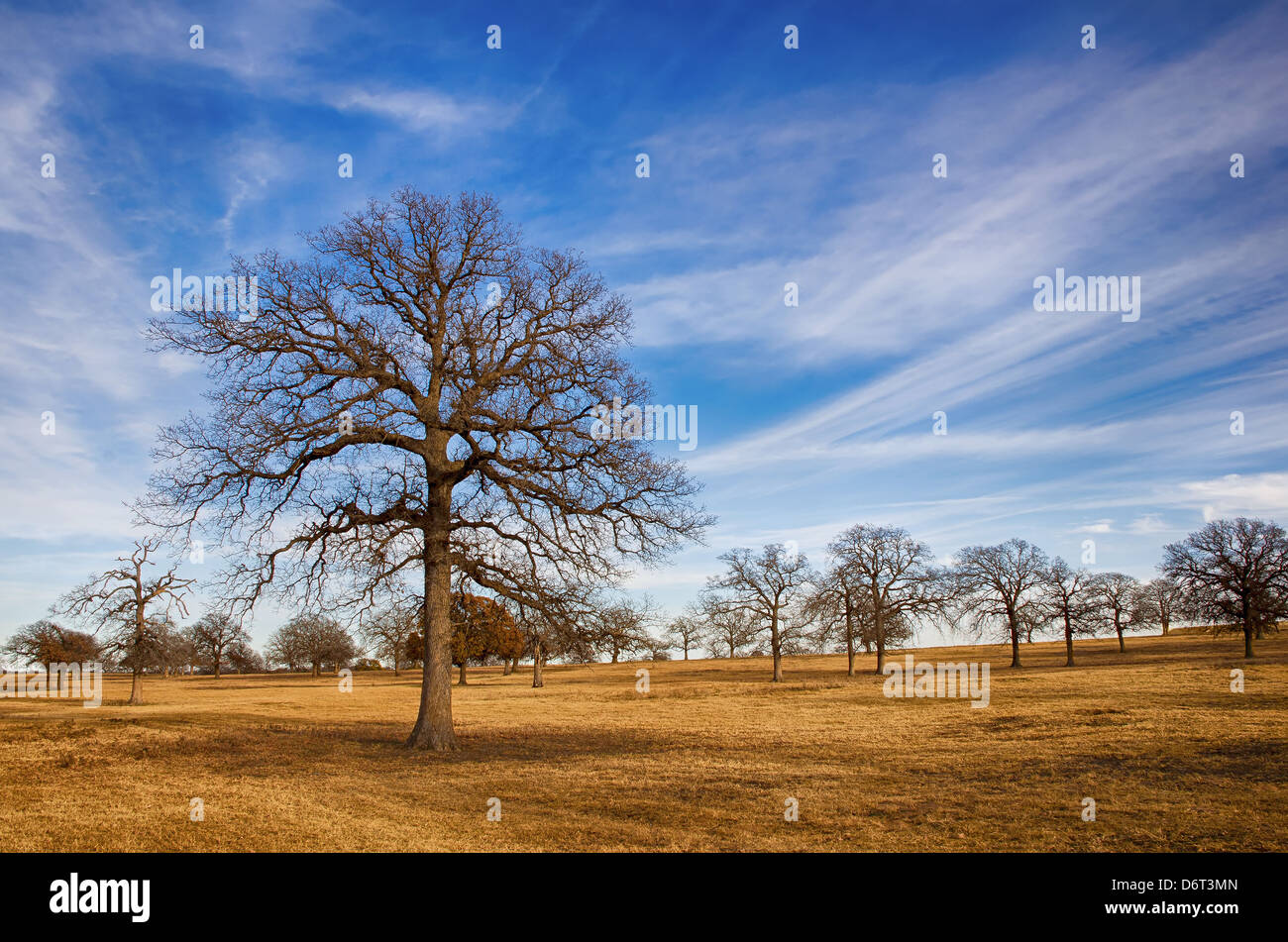 Texas Winter Himmel und Wolken-Bildung über malerische Bäume auf der Weide Stockfoto