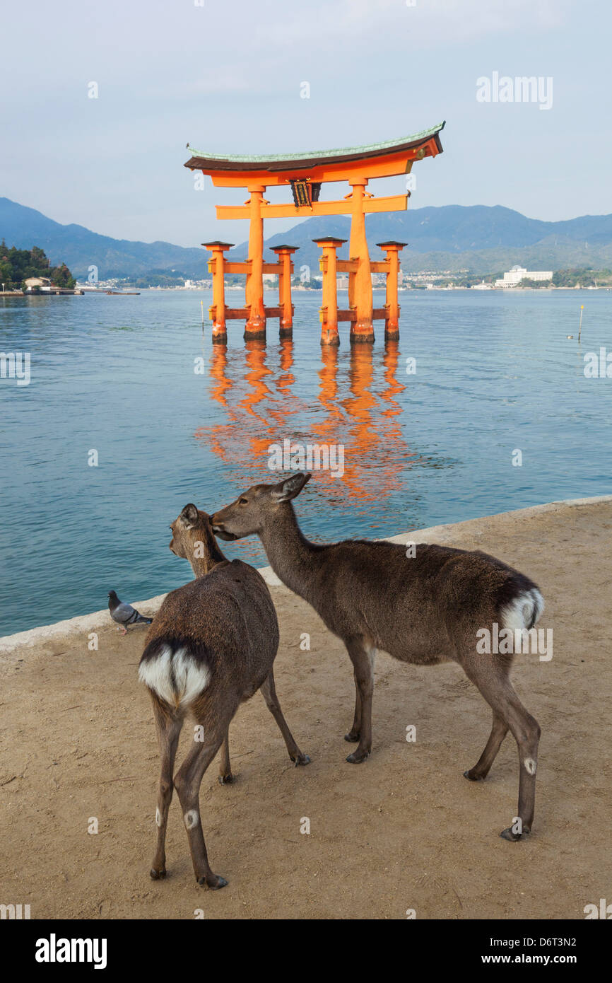 Japan, Kyushu, Hiroshima, Insel Miyajima, Reh Stockfoto