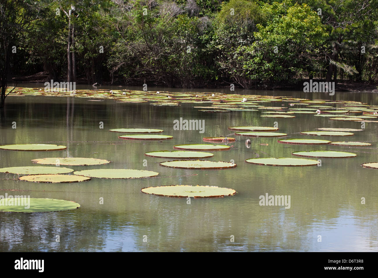 Riesen Waterlily (Victoria Amazonica). In Becken unter Anliegerstaaten Wald wachsen.  Fisch. Guy Stockfoto