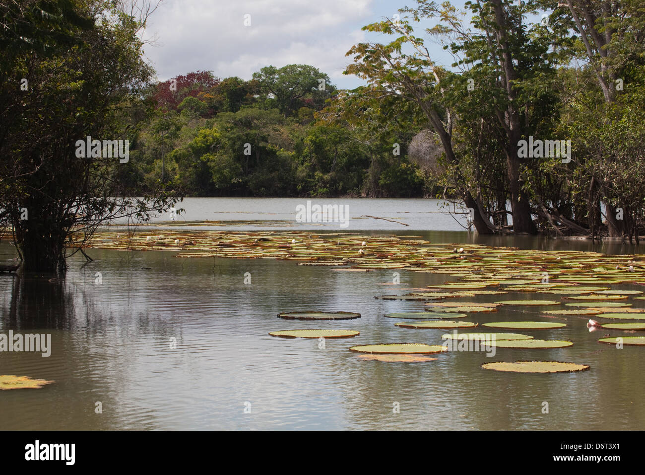 Riesen Waterlily (Victoria Amazonica). In Becken unter Anliegerstaaten Wald wachsen. Reservierung. Fisch. Guyana. Stockfoto