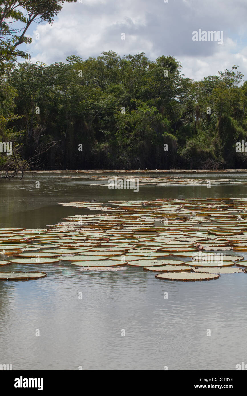 Riesen Waterlily (Victoria Amazonica). In Becken unter Anliegerstaaten Wald wachsen.  Fisch. Guyana. Stockfoto