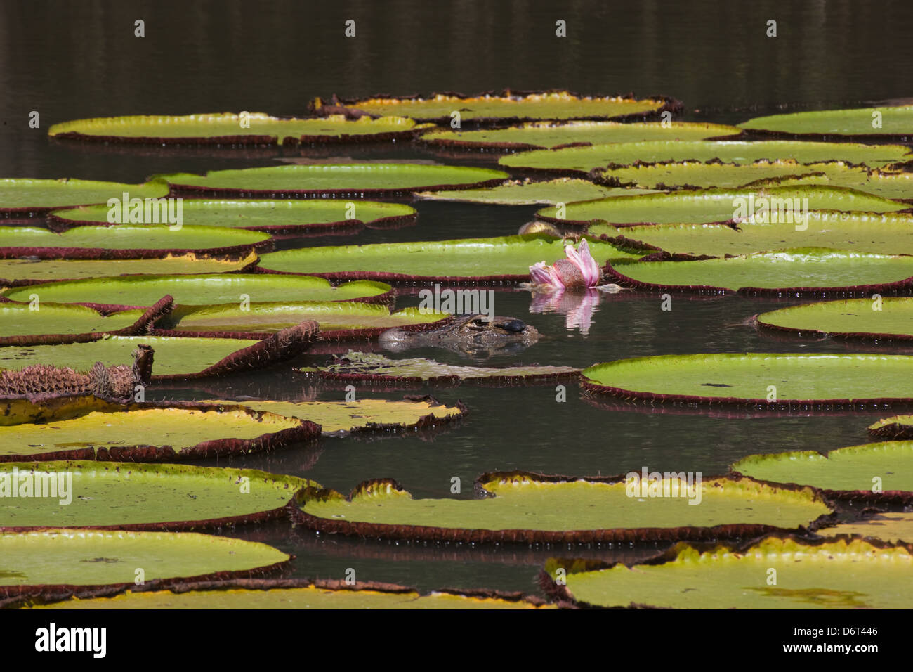 Riesen Waterlily (Victoria Amazonica). Blüte im Becken unter Anliegerstaaten Wald. Schwarz Caiman (Melanosuchus Niger) auftauchen. Stockfoto
