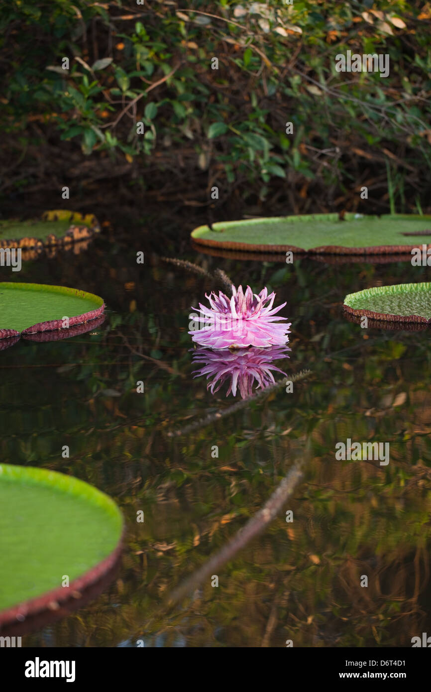 Riesen Waterlily (Victoria Amazonica). Blüte im Becken unter Anliegerstaaten Wald. Rosa Farbe der Blume zeigt befruchtete. Stockfoto