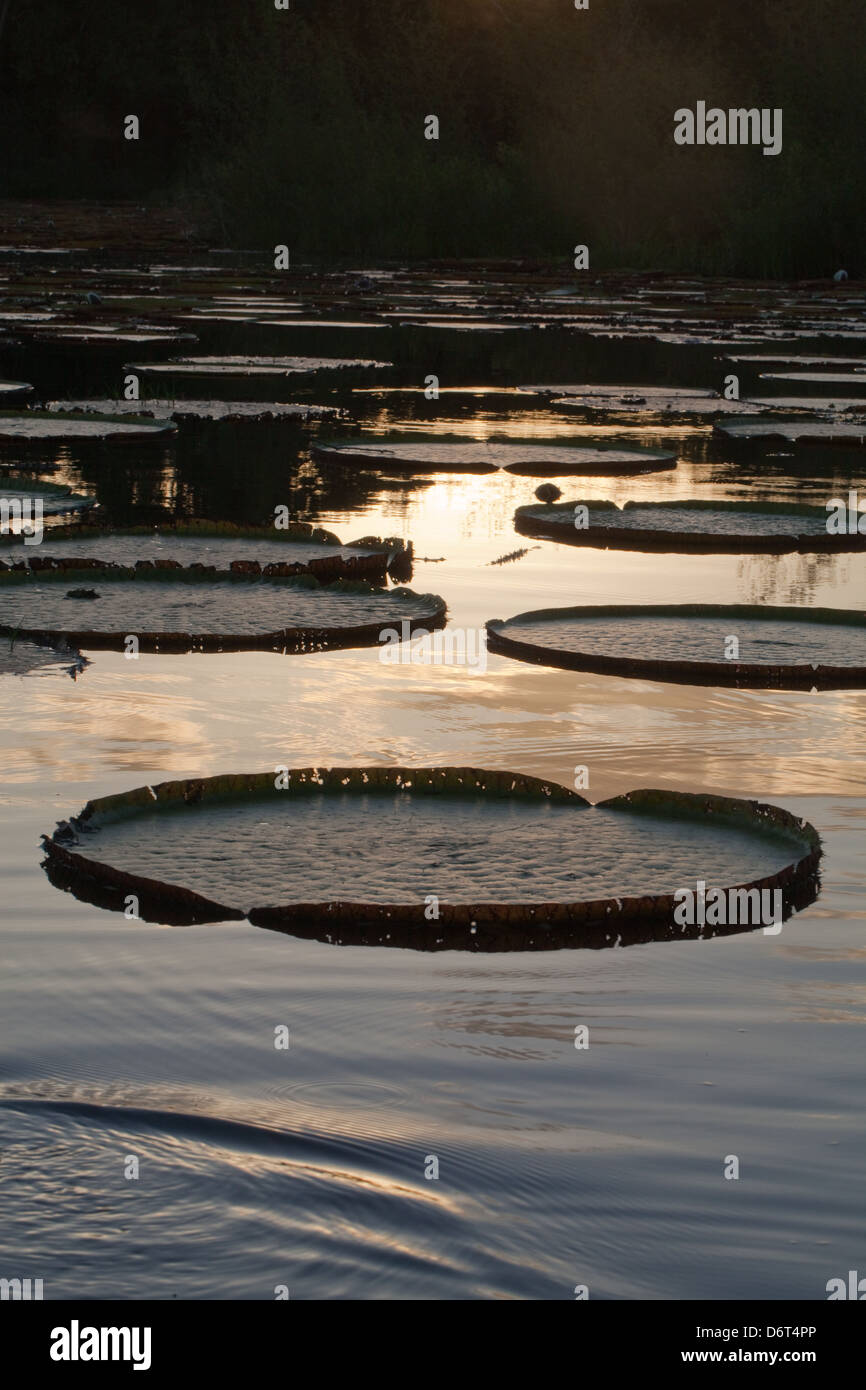 Riesen Waterlily (Victoria Amazonica). Blätter oder Pads. Sonnenuntergang. Karanambu Ranch und Reservierung. Fisch. Guyana. Stockfoto