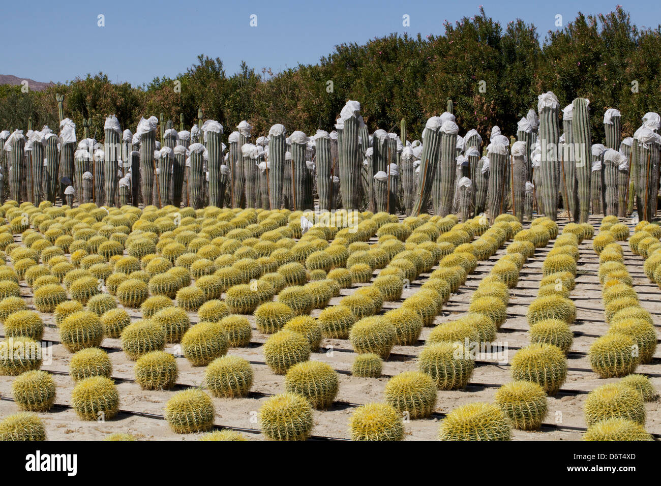 Kakteen wachsen in Seley Ranches, Borrego Springs, San Diego County, Kalifornien, USA Stockfoto