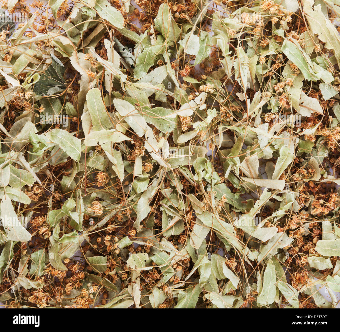 Getrocknete Lindenblüten, Isolated on White Background Stockfoto