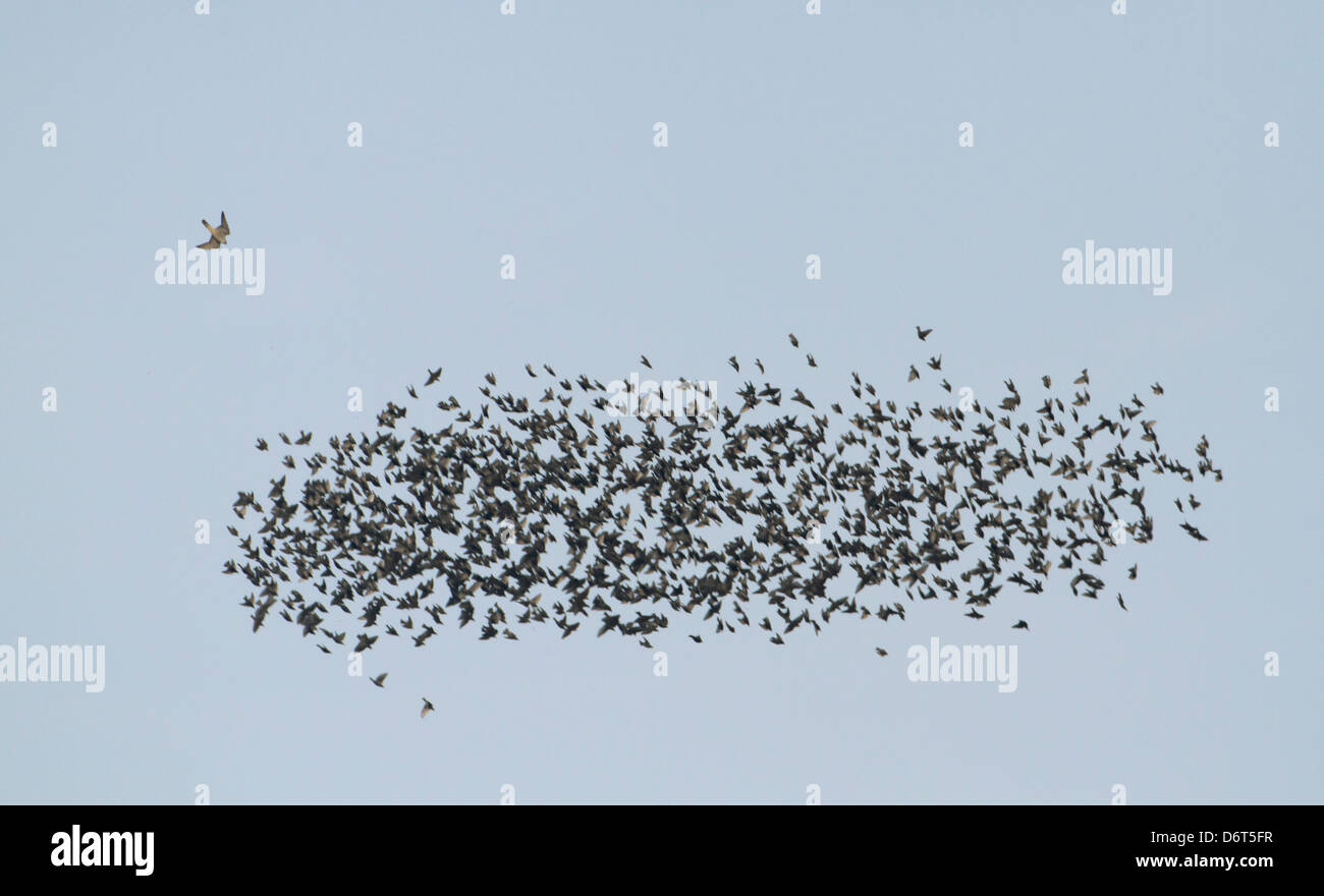 Starling Herde angegriffen von Merlin Stockfoto