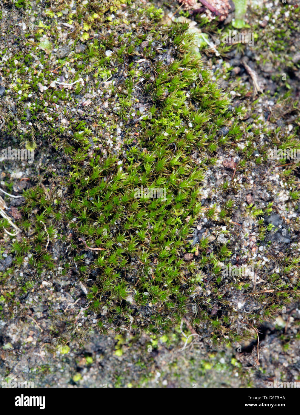 Nahaufnahme von Moss der Gattung Tortula - Familie Pottiaceae Stockfoto