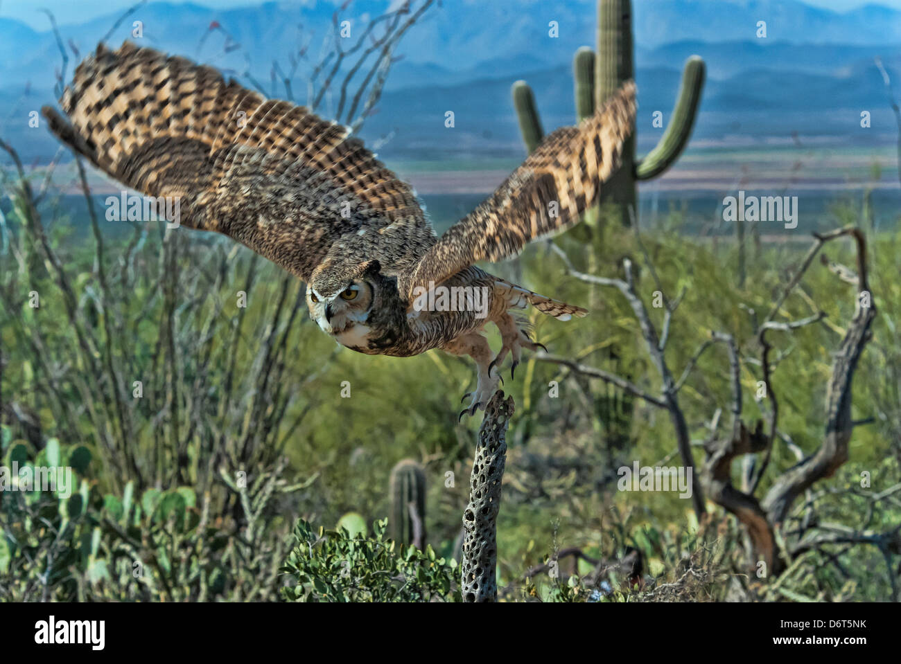 Große gehörnte Eule (Bubo Virginianus) ausziehen aus einem Baum Ast, Arizona, USA Stockfoto