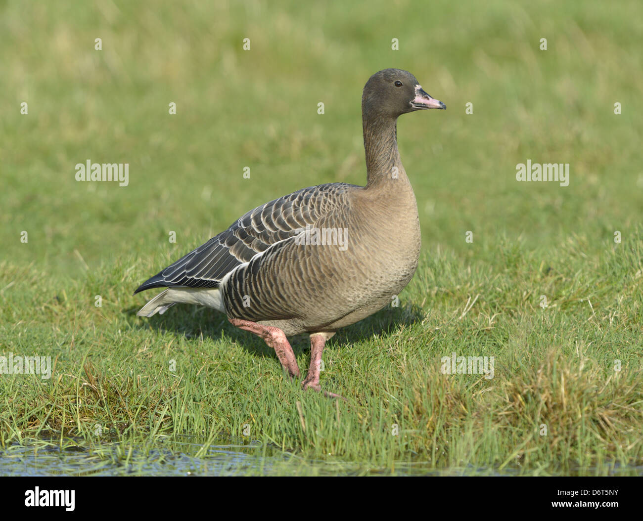 Pink-footed Gans Anser brachyrhynchus Stockfoto