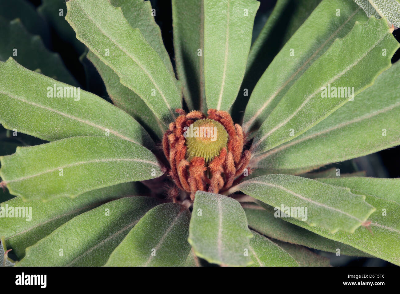 Nahaufnahme des jungen Trieb der Schnitt-Blatt Banksia - Banksia Praemorsa - Familie proteaceae Stockfoto