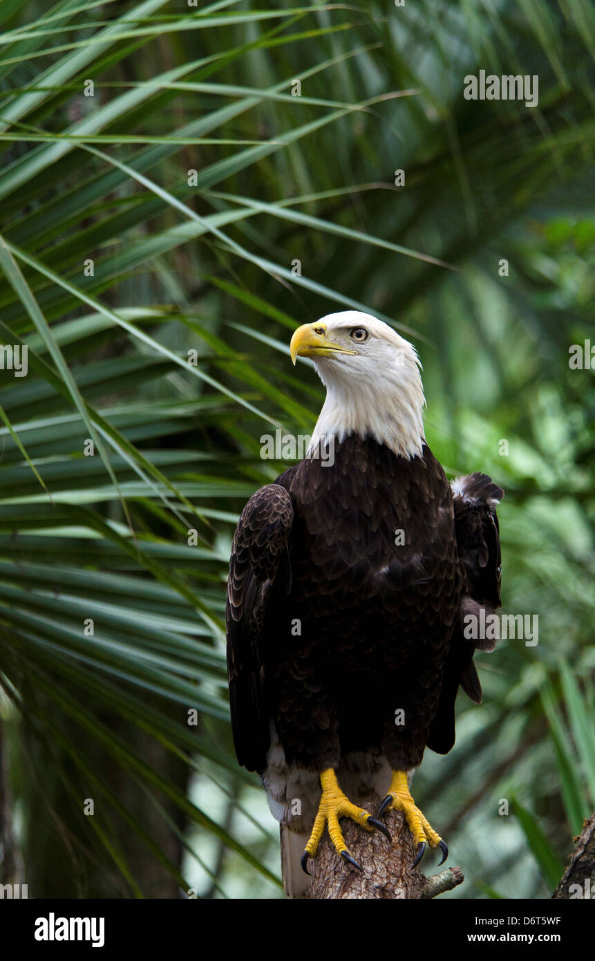 Südlichen Weißkopf-Seeadler (Haliaeetus Leucocephalus) Stockfoto