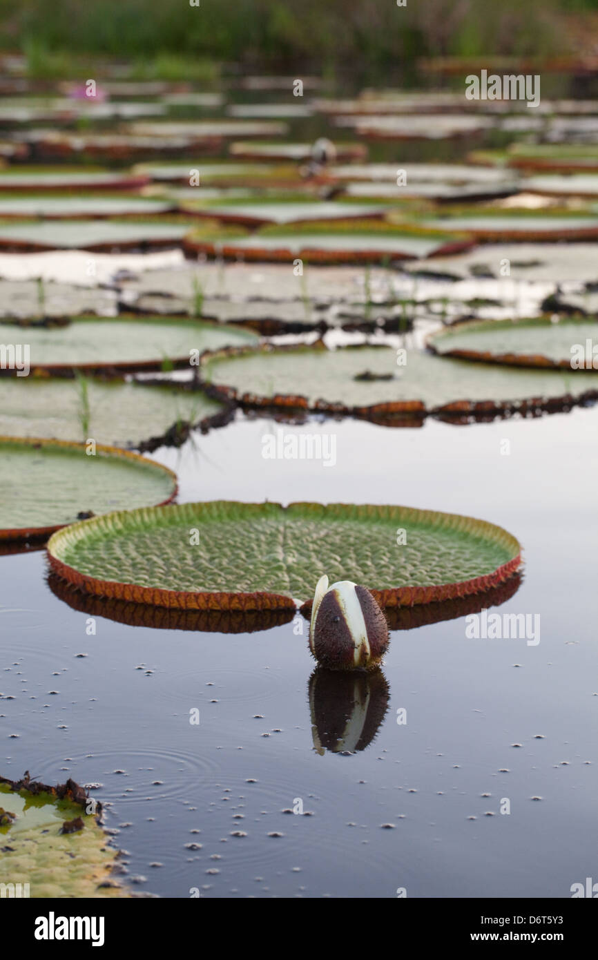 Riesen Waterlily (Victoria Amazonica). Blütenknospe Eröffnung in den frühen Abend und werden für die erste Nacht weiß. Guyana. Stockfoto