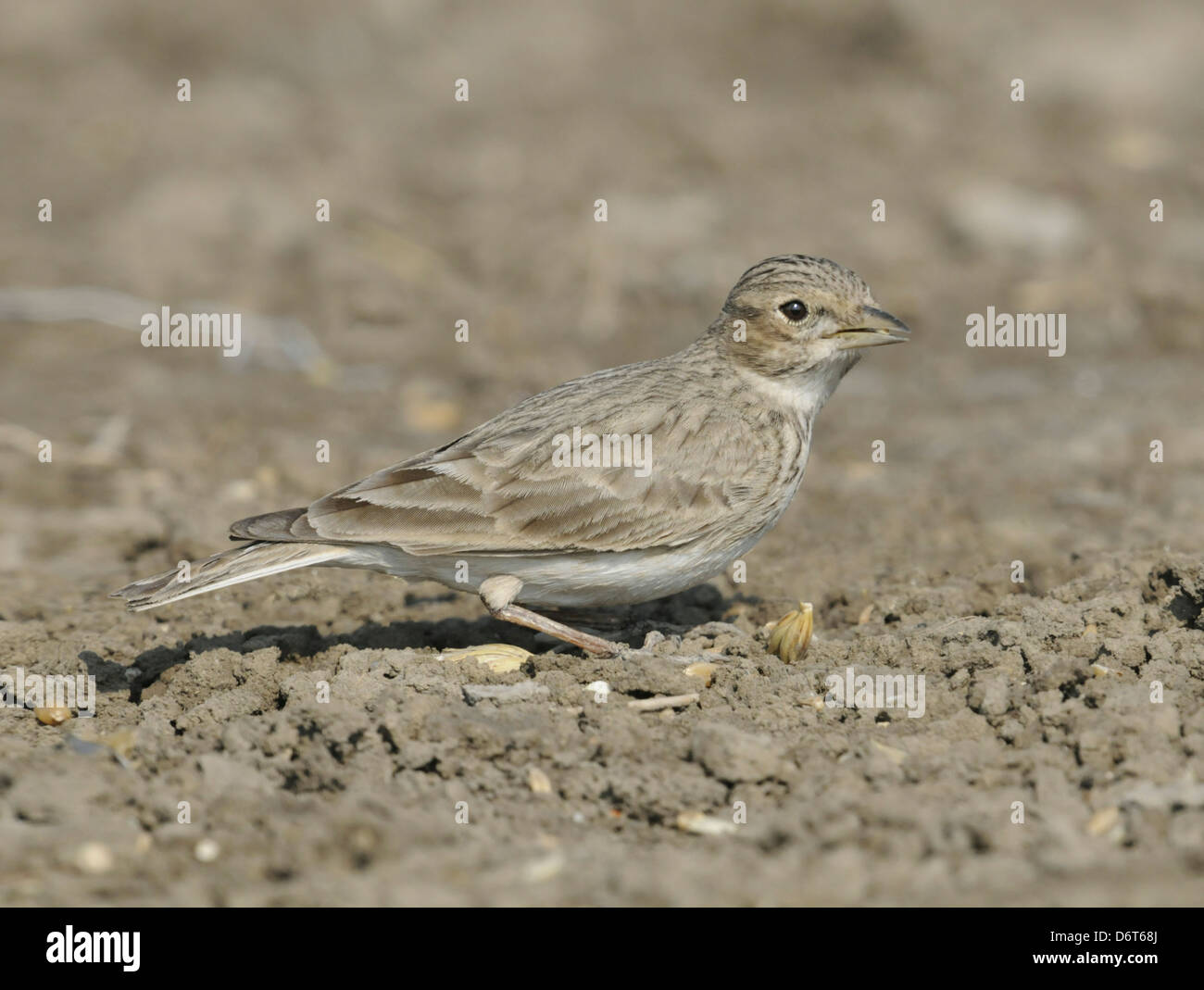 Sand Lark - Calandrella raytal Stockfoto