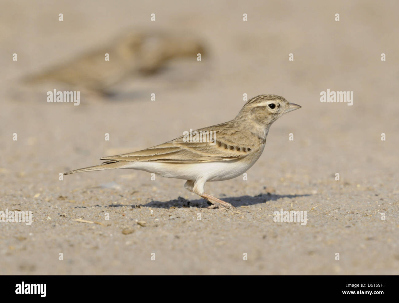 Kurz-toed Lerche Calandrella brachydactyla Stockfoto