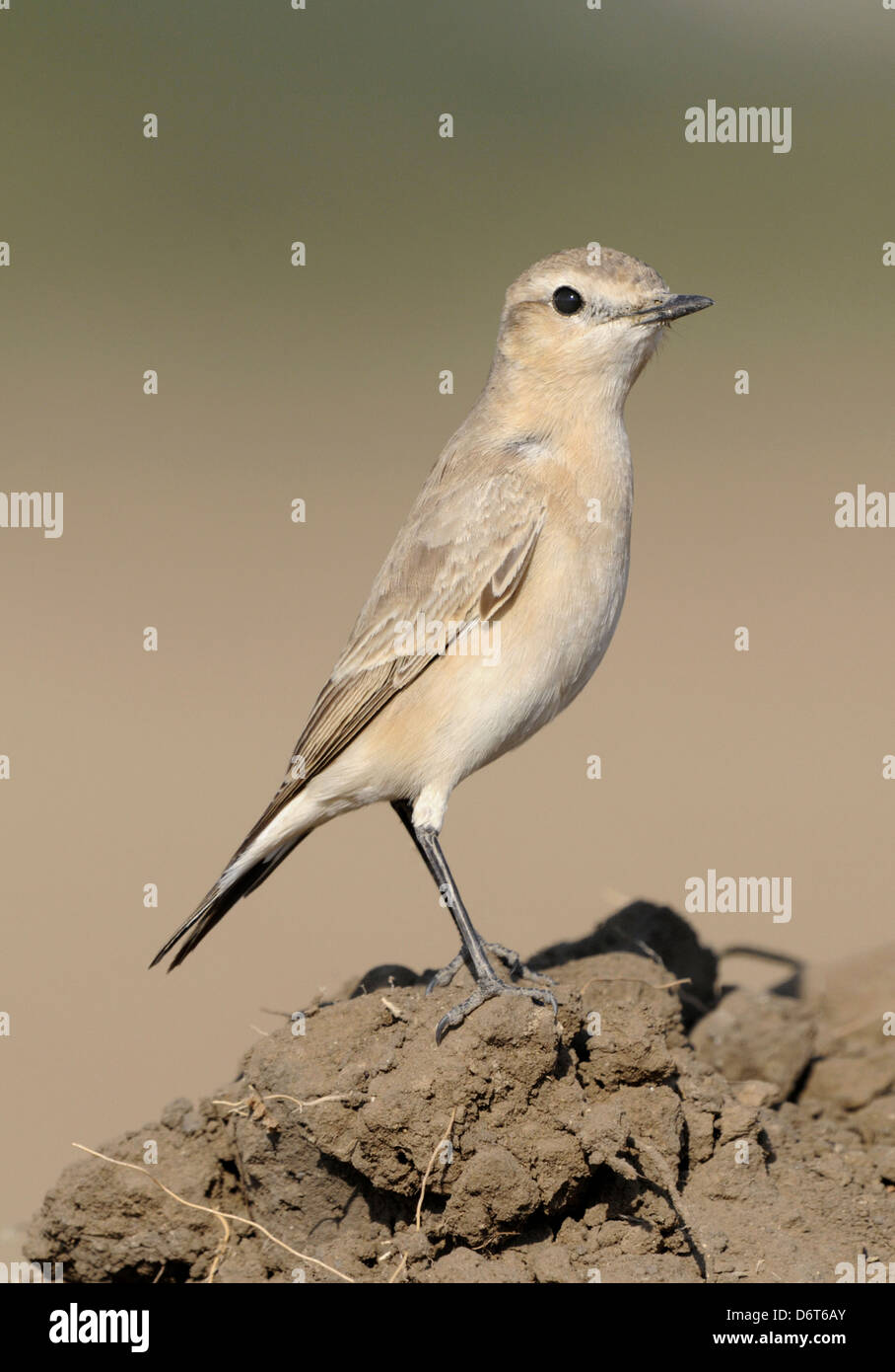 Isabellinische Steinschmätzer - Oenanthe isabellina Stockfoto