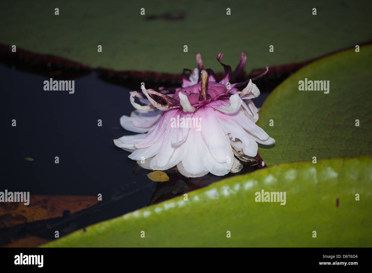 Riesen Waterlily (Victoria Amazonica). Blüte in Pools im angrenzenden Wald. Rosa Farbe der Blume zweite Nacht der Öffnung. Stockfoto